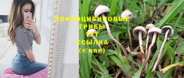 СК Новозыбков