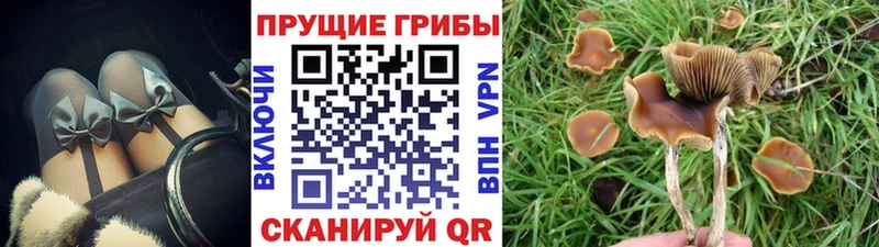 Галлюциногенные грибы Psilocybine cubensis  Воронеж 